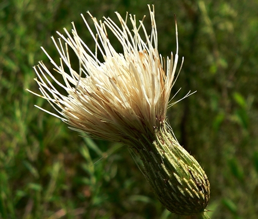 {Cirsium nuttallii}